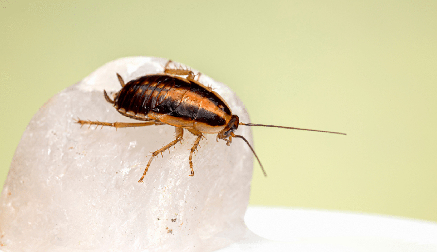 Blatte o scarafaggi dalla prevenzione alla disinfestazione