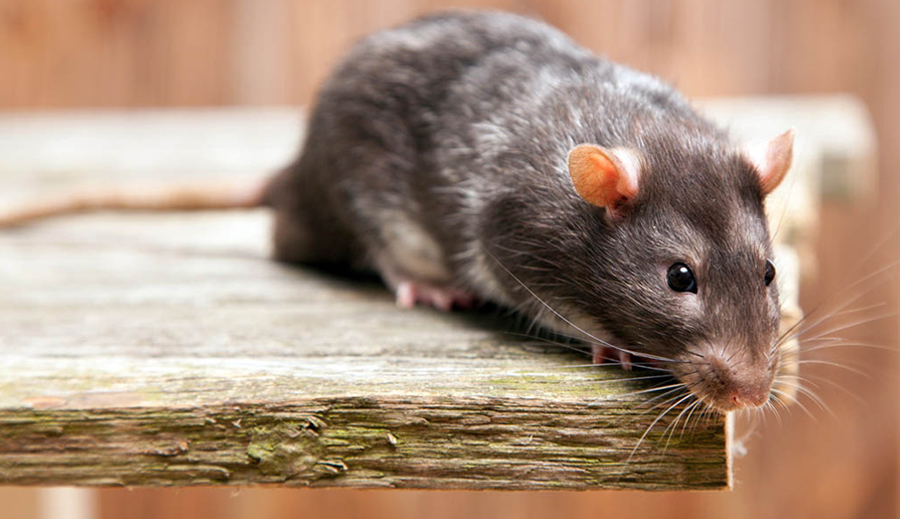 Derattizzazione e disinfestazione topi, ratti e roditori