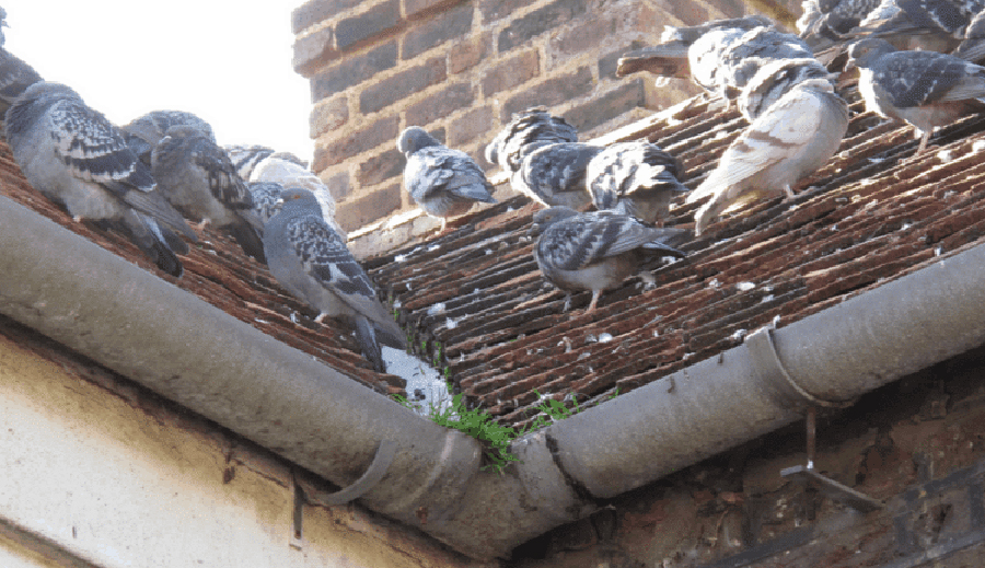 L’intervento di allontanamento dei piccioni e la bonifica delle superfici
