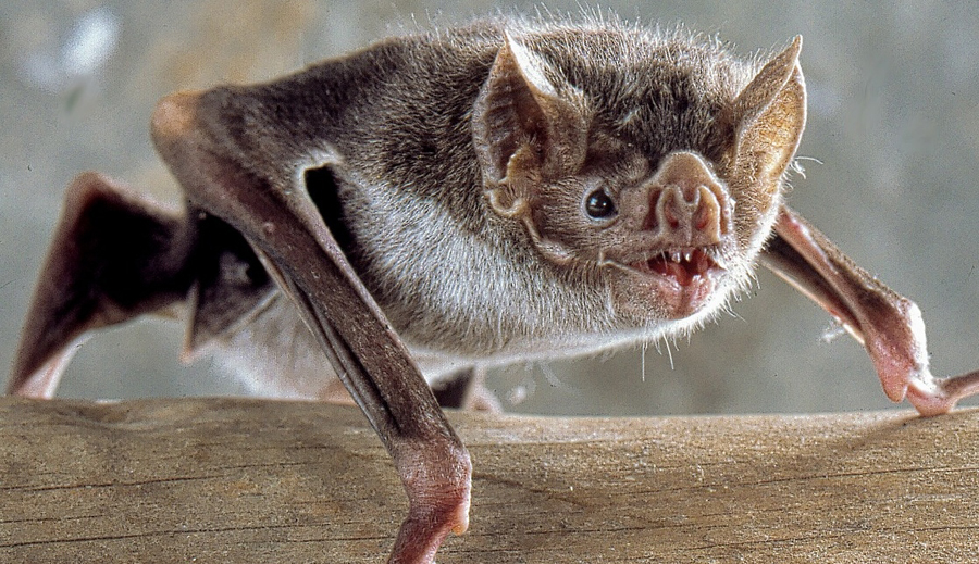 Conosciamo i pipistrelli, i piccoli mammiferi succhiasangue