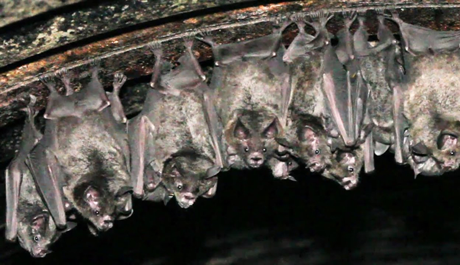 Allontanamento dei pipistrelli con dissuasori a ultrasuoni