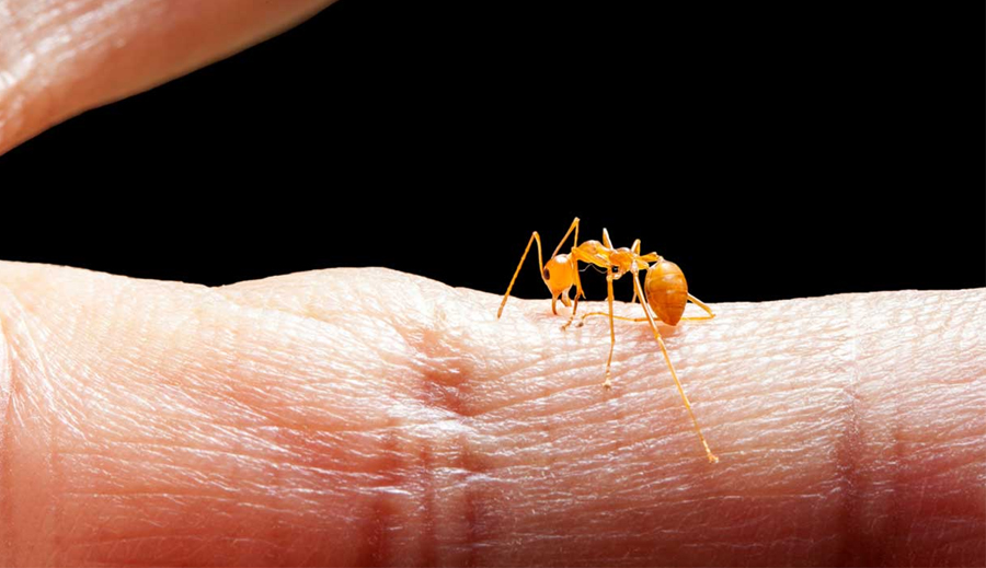 Le 9 formiche più pericolose al mondo