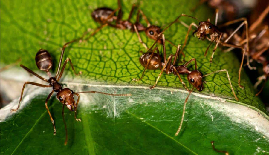 Specie di formiche infestanti o pericolose diffuse in Italia