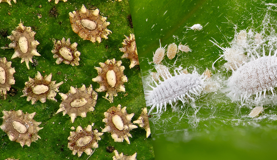 La cocciniglia e le infestazioni delle piante