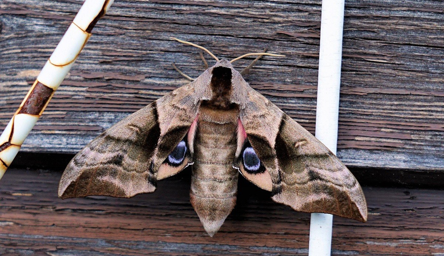 Quali sono le specie di infestanti più comuni in autunno?